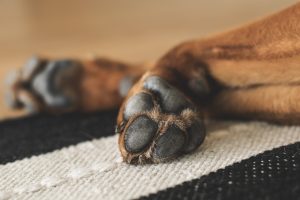 Jak dbać o zwierzęta domowe – pies